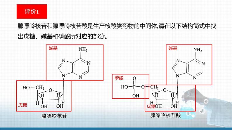 高中 高二 化学选择性必修3 第四章 第三节 核酸 教学课件第8页