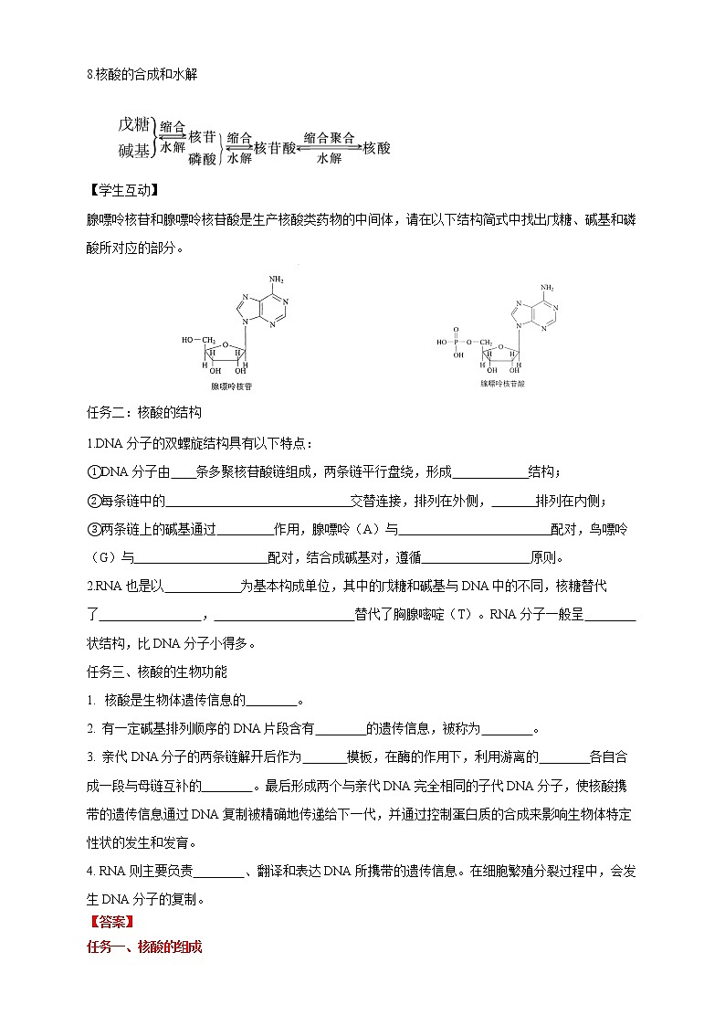 高中化学选择性必修三 4.3 核酸学案下学期（解析版）02