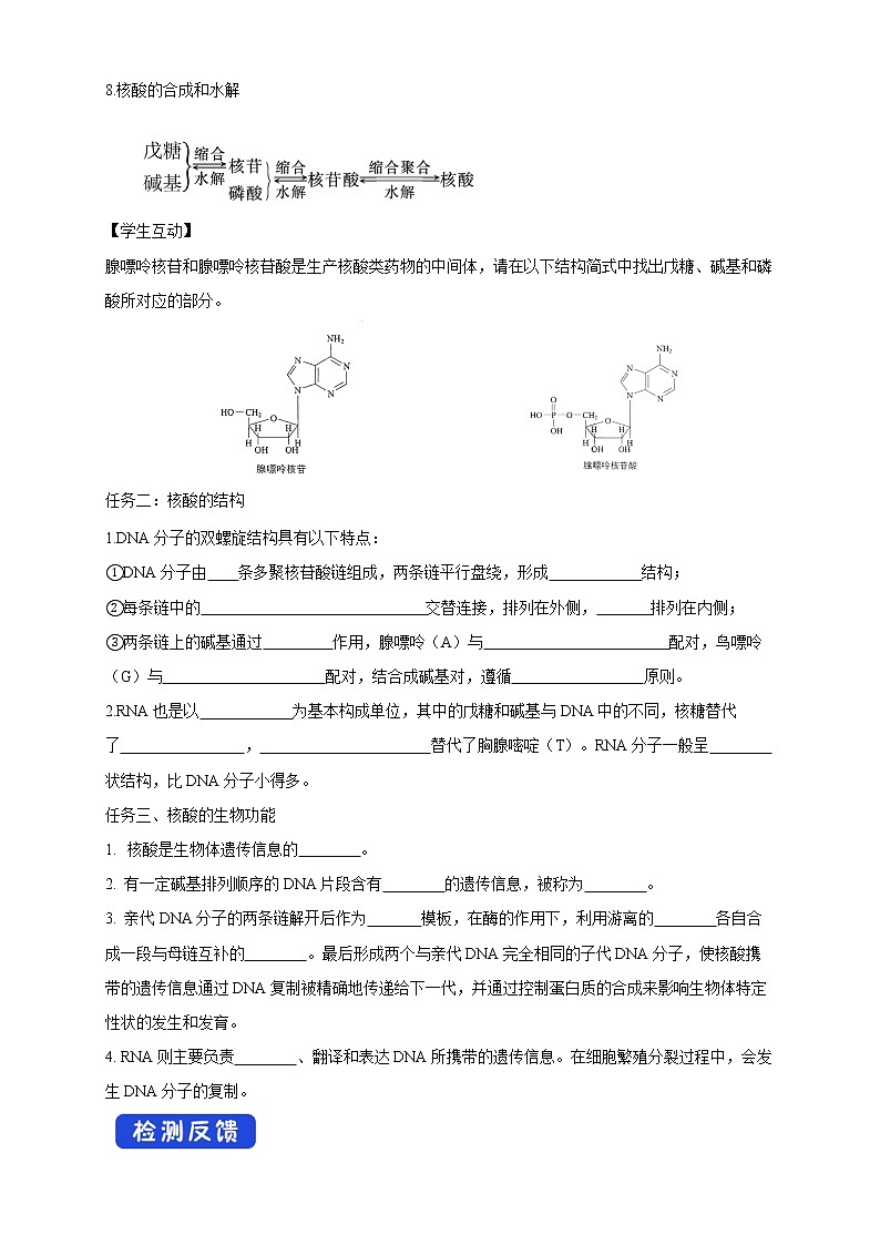 高中化学选择性必修三 4.3 核酸学案下学期（原卷版）02