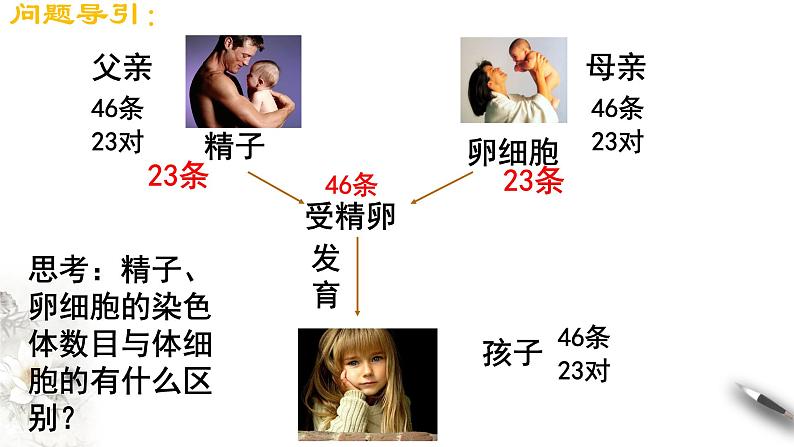 【新教材精创】2.1.1 减数分裂和受精作用 课件（2）-人教版高中生物必修2遗传与进化(共24张PPT)04