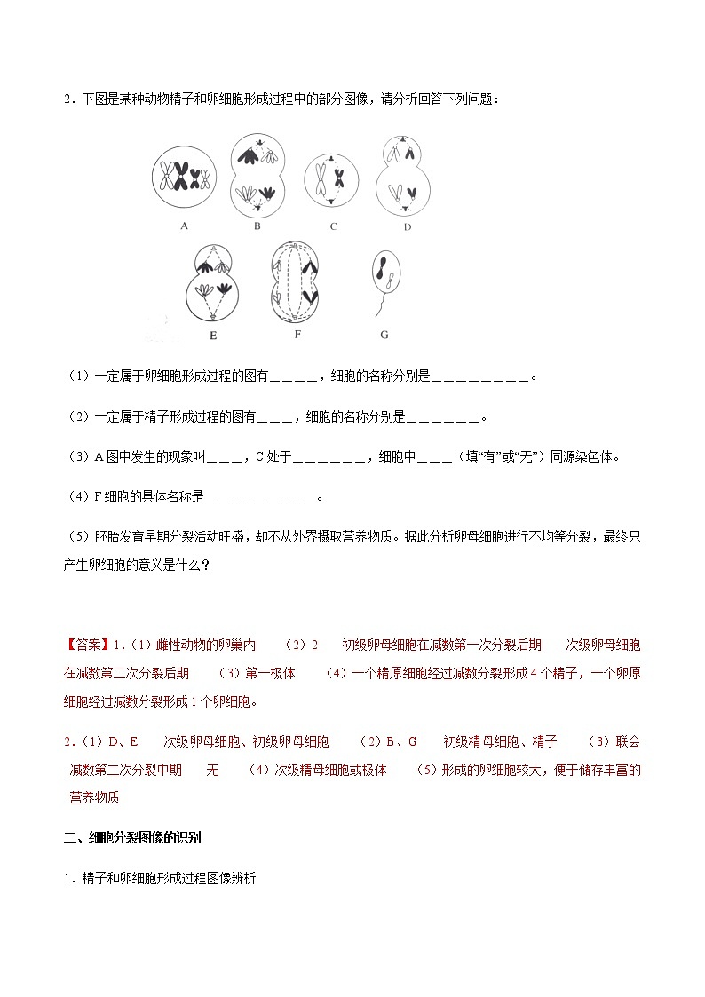 【新教材精创】2.1.2 减数分裂和受精作用 导学案（2）-人教版高中生物必修2遗传与进化03