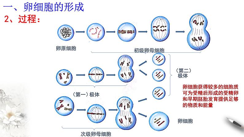 【新教材精创】2.1.2 减数分裂和受精作用 课件（2）-人教版高中生物必修2遗传与进化(共19张PPT)第3页