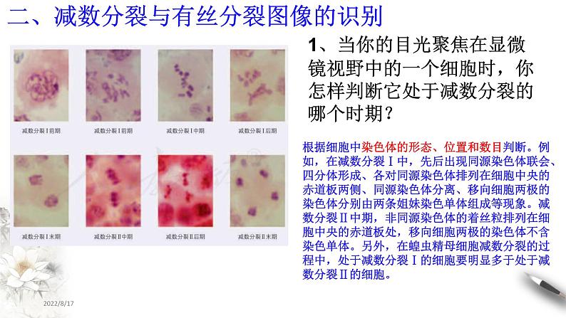 【新教材精创】2.1.2 减数分裂和受精作用 课件（2）-人教版高中生物必修2遗传与进化(共19张PPT)第6页