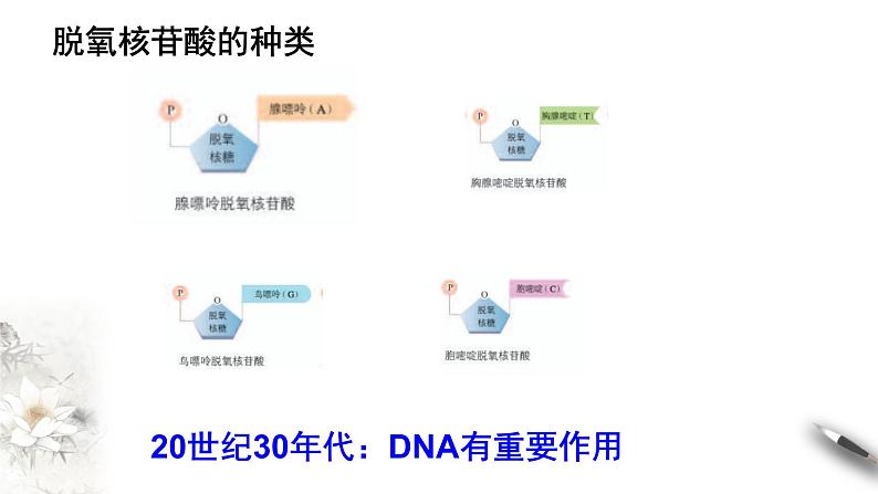 【新教材精创】3.1 DNA是主要的遗传物质 课件（1）-人教版高中生物必修2遗传与进化(共18张PPT)第6页