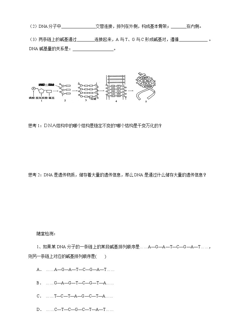 【新教材精创】3.2 DNA的结构 导学案（1）-人教版高中生物必修2遗传与进化02