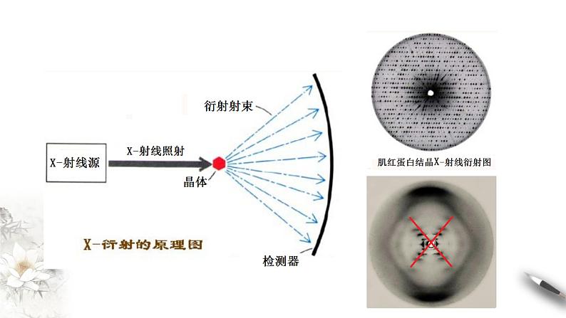 【新教材精创】3.2 DNA的结构 课件（2）-人教版高中生物必修2遗传与进化　(共27张PPT)04