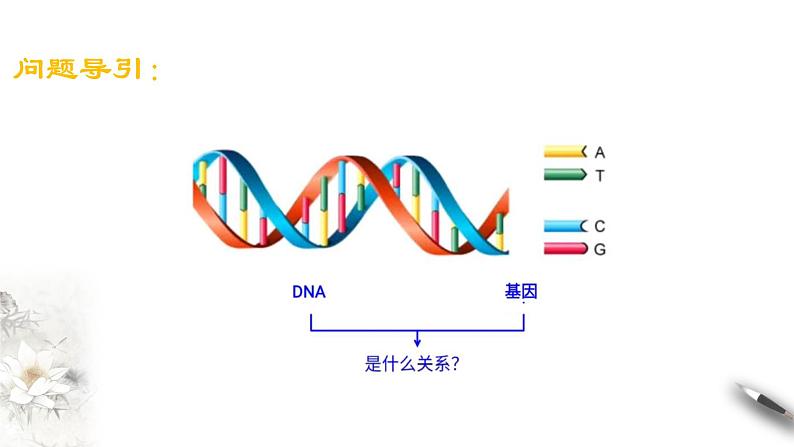 【新教材精创】3.4 基因通常是有遗传效应的DNA片段 课件（2）-人教版高中生物必修2遗传与进化(共18张PPT)第2页