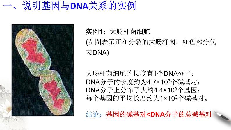 【新教材精创】3.4 基因通常是有遗传效应的DNA片段 课件（2）-人教版高中生物必修2遗传与进化(共18张PPT)第4页