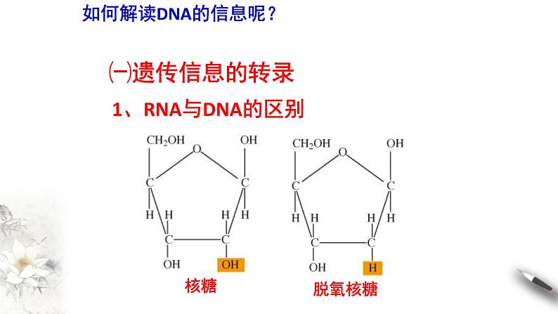 【新教材精创】4.1.1 基因指导蛋白质的合成 课件（1）-人教版高中生物必修2遗传与进化(共24张PPT)第2页