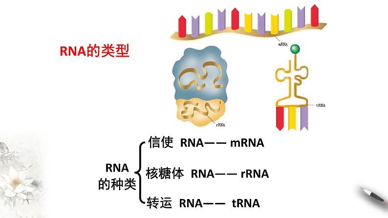 【新教材精创】4.1.1 基因指导蛋白质的合成 课件（1）-人教版高中生物必修2遗传与进化(共24张PPT)第4页