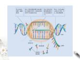 【新教材精创】4.1.1 基因指导蛋白质的合成 课件（1）-人教版高中生物必修2遗传与进化(共24张PPT)