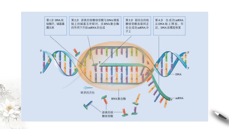 【新教材精创】4.1.1 基因指导蛋白质的合成 课件（1）-人教版高中生物必修2遗传与进化(共24张PPT)第5页