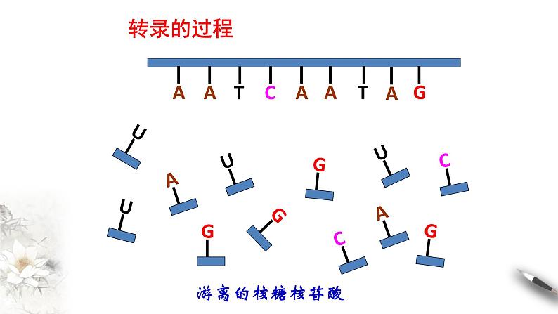 【新教材精创】4.1.1 基因指导蛋白质的合成 课件（1）-人教版高中生物必修2遗传与进化(共24张PPT)第6页