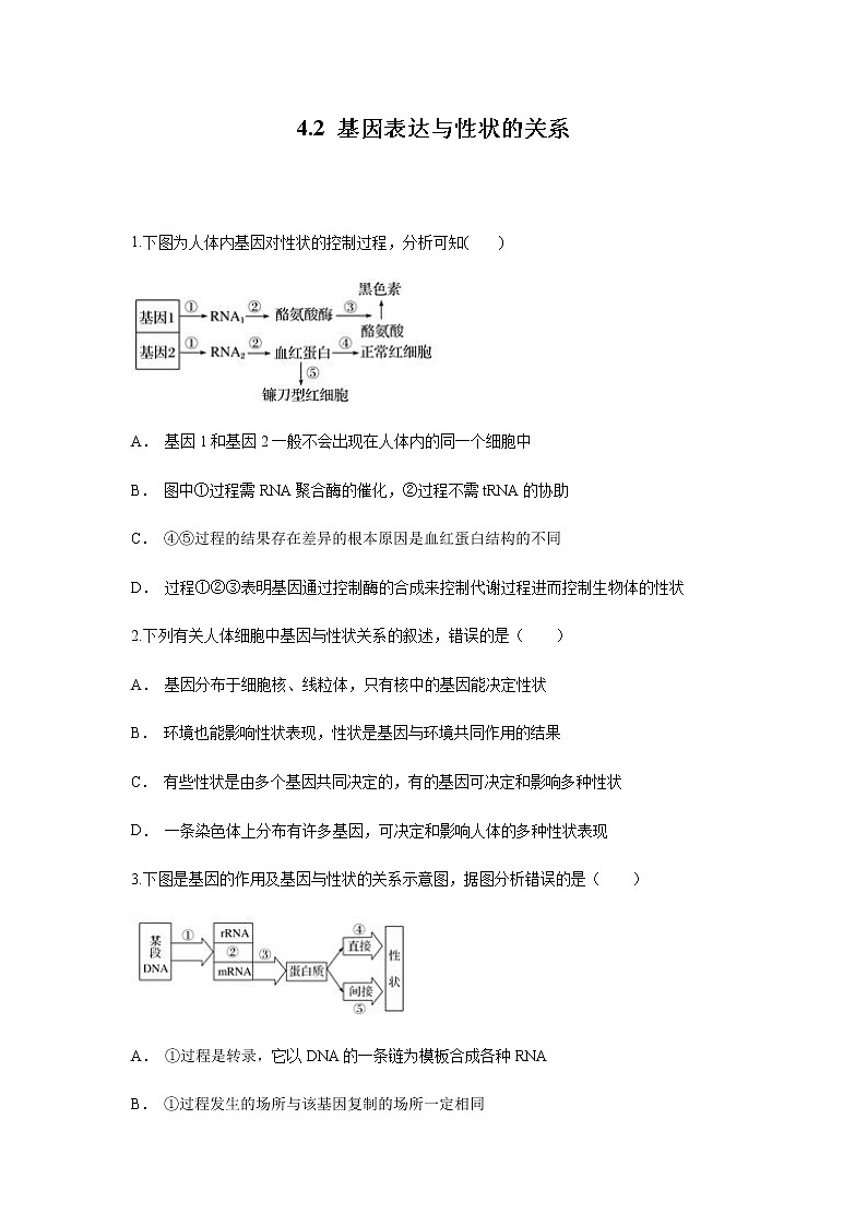 【新教材精创】4.2 基因表达与性状的关系 练习（1）（原卷版）01