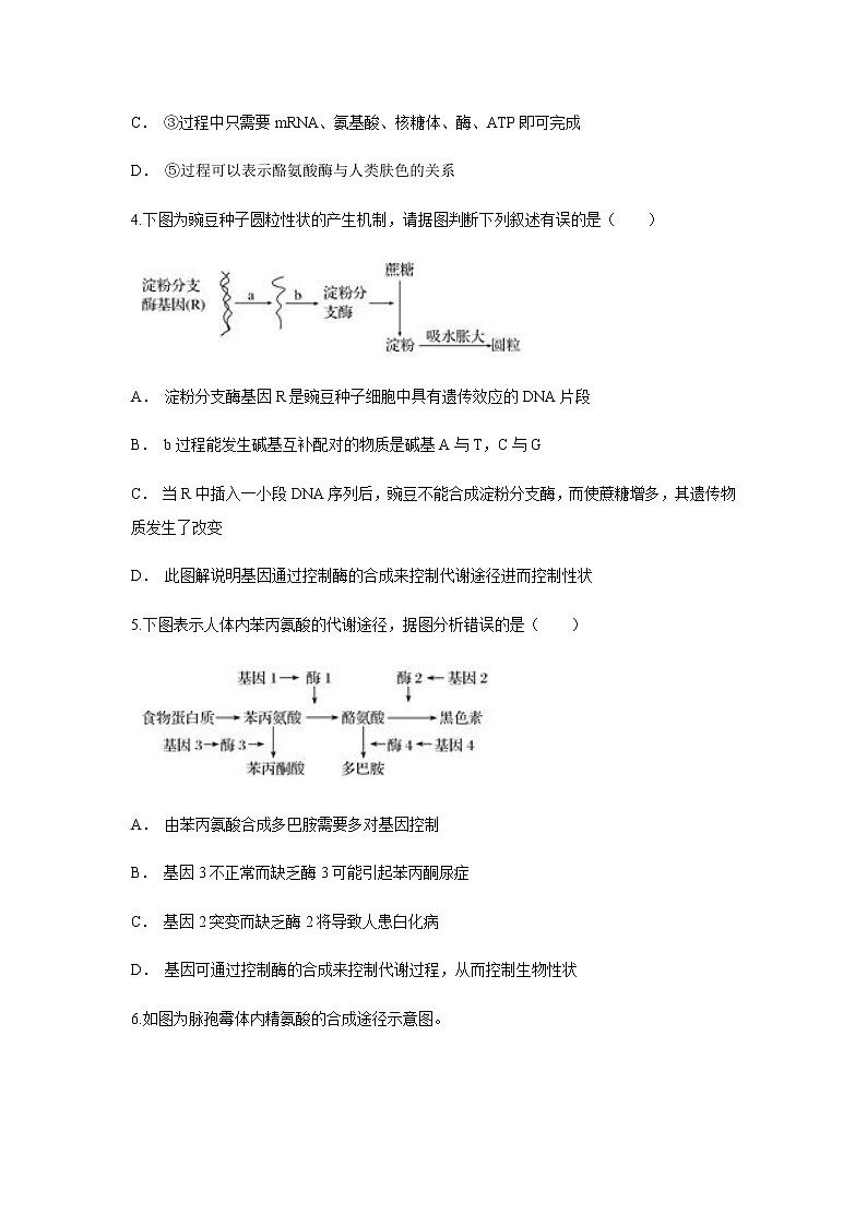 【新教材精创】4.2 基因表达与性状的关系 练习（1）（原卷版）02