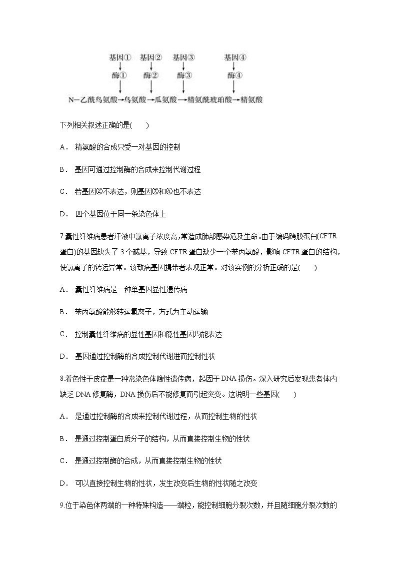【新教材精创】4.2 基因表达与性状的关系 练习（1）（原卷版）03