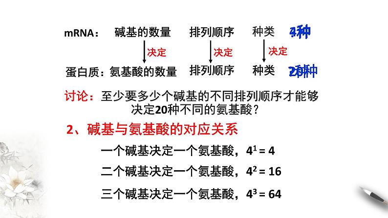 【新教材精创】4.1.2 基因指导蛋白质的合成 课件（1）-人教版高中生物必修2遗传与进化(共30张PPT)第3页