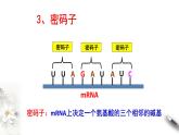 【新教材精创】4.1.2 基因指导蛋白质的合成 课件（1）-人教版高中生物必修2遗传与进化(共30张PPT)