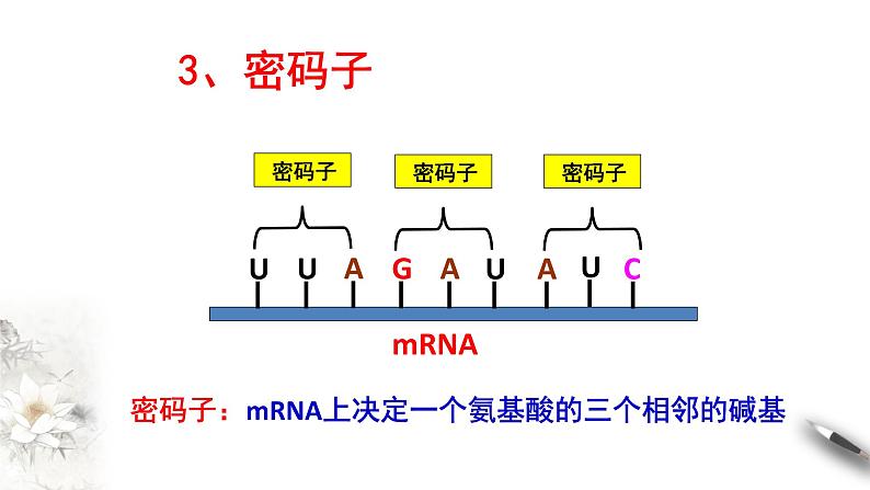 【新教材精创】4.1.2 基因指导蛋白质的合成 课件（1）-人教版高中生物必修2遗传与进化(共30张PPT)第4页