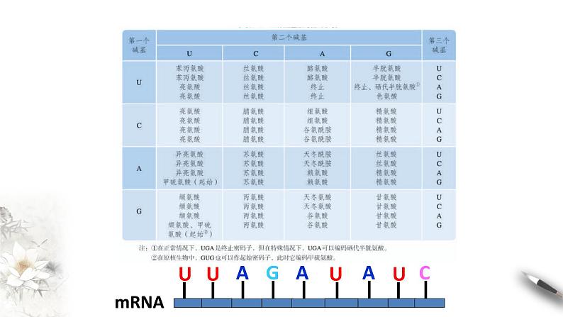 【新教材精创】4.1.2 基因指导蛋白质的合成 课件（1）-人教版高中生物必修2遗传与进化(共30张PPT)第6页