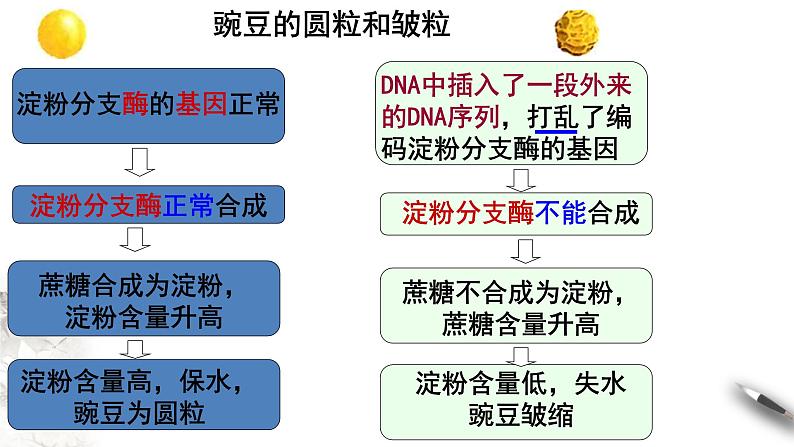 【新教材精创】4.2 基因表达与性状的关系 课件（1）-人教版高中生物必修2遗传与进化(共20张PPT)第3页