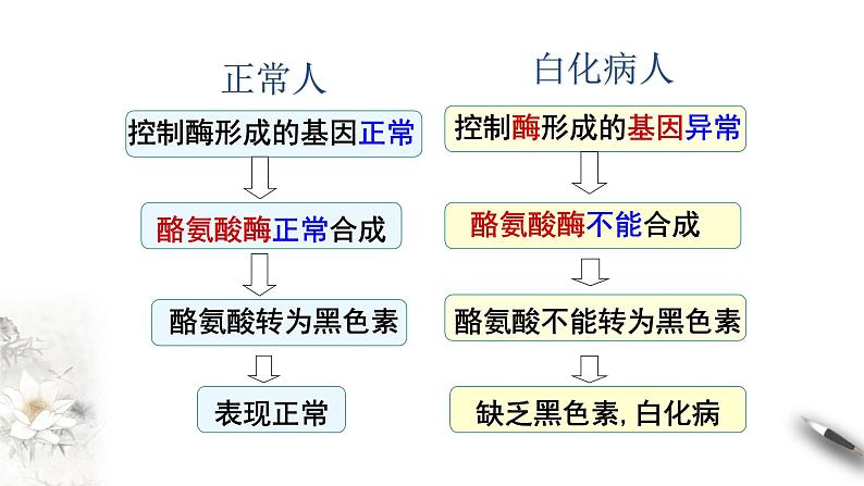 【新教材精创】4.2 基因表达与性状的关系 课件（1）-人教版高中生物必修2遗传与进化(共20张PPT)第5页