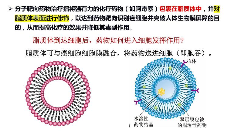 2023届高三一轮复习：细胞膜的结构与功能课件第4页