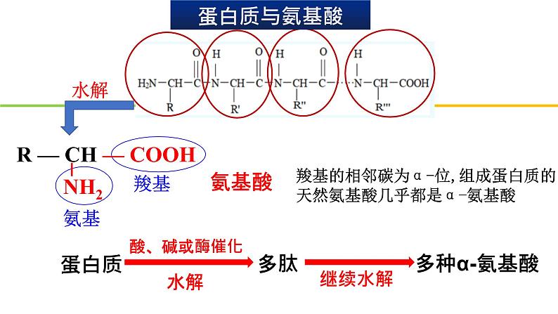 7.4基本营养物质 第2课时 课件-浙江大学附属中学高中化学人教版（2019）必修第二册04