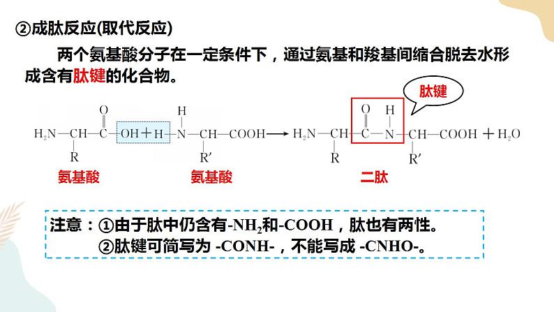 4.2 蛋白质课件+教案06