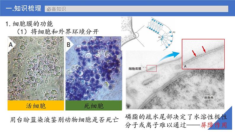 【备战2023高考】生物考点全复习——第05讲《细胞膜的结构与功能》复习课件（新教材新高考）第5页