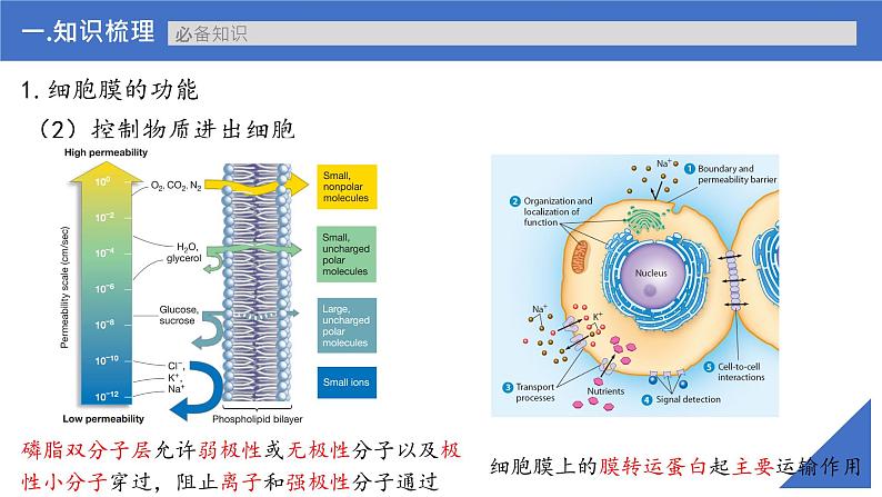 【备战2023高考】生物考点全复习——第05讲《细胞膜的结构与功能》复习课件（新教材新高考）第6页