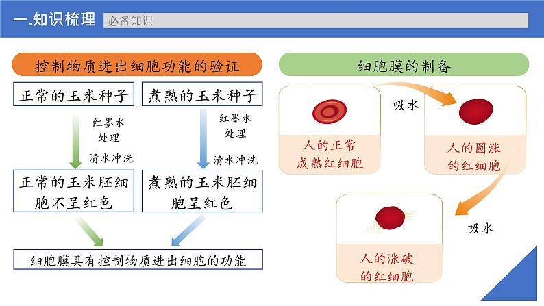 【备战2023高考】生物考点全复习——第05讲《细胞膜的结构与功能》复习课件（新教材新高考）第7页