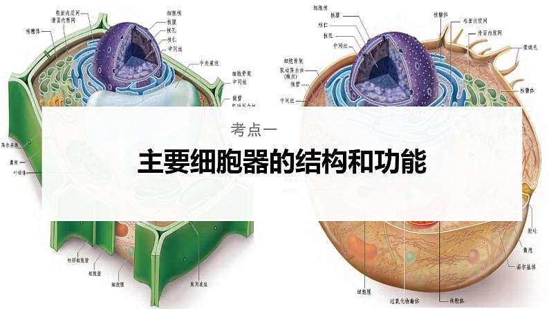 【备战2023高考】生物考点全复习——第07讲《细胞器和生物膜系统》复习课件（新教材新高考）第5页