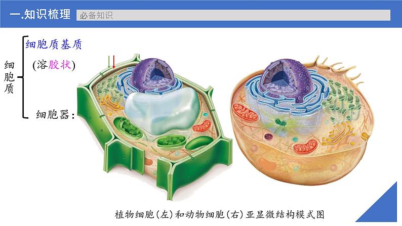 【备战2023高考】生物考点全复习——第07讲《细胞器和生物膜系统》复习课件（新教材新高考）第7页