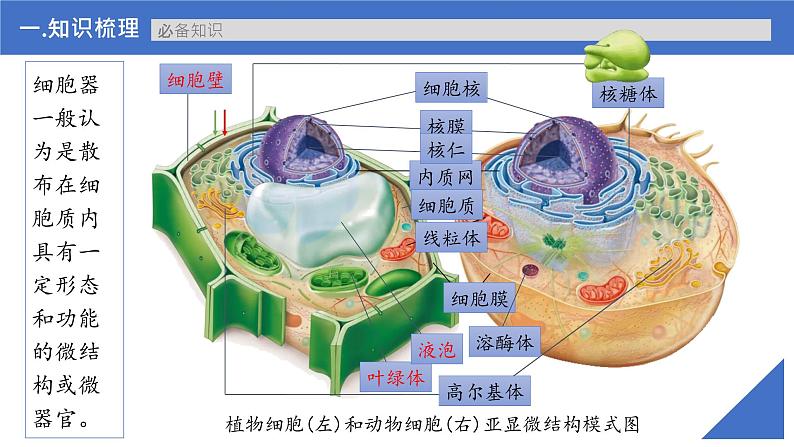 【备战2023高考】生物考点全复习——第07讲《细胞器和生物膜系统》复习课件（新教材新高考）第8页