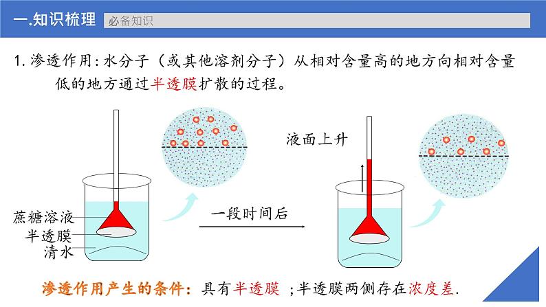 【备战2023高考】生物考点全复习——第08讲《细胞的物质输入与输出》复习课件（新教材新高考）06