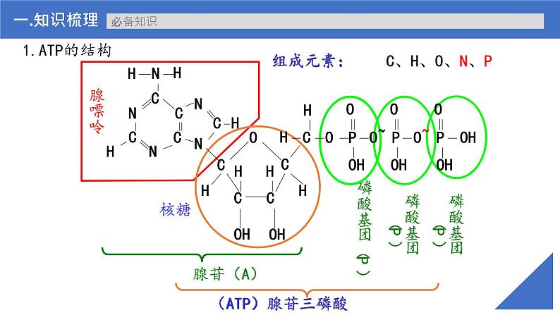 【备战2023高考】生物考点全复习——第10讲《ATP》复习课件（新教材新高考）06