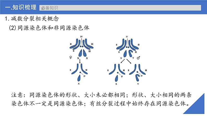 【备战2023高考】生物考点全复习——第17讲《减数分裂和受精作用》复习课件（新教材新高考）第8页