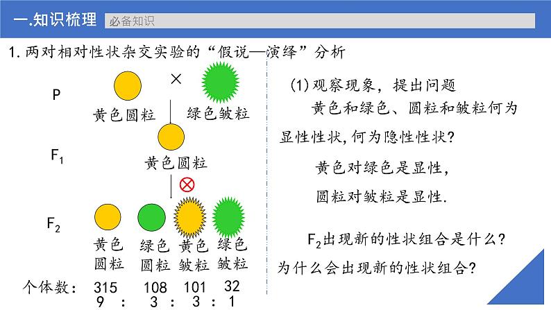 【备战2023高考】生物考点全复习——第21讲《自由组合定律的发现及应用》复习课件（新教材新高考）第6页