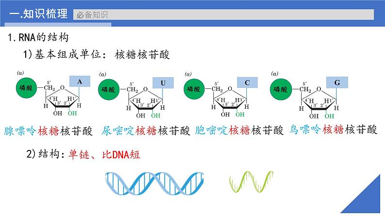 【备战2023高考】生物考点全复习——第28讲《基因的表达》复习课件（新教材新高考）06