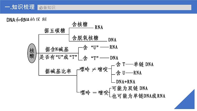 【备战2023高考】生物考点全复习——第28讲《基因的表达》复习课件（新教材新高考）07