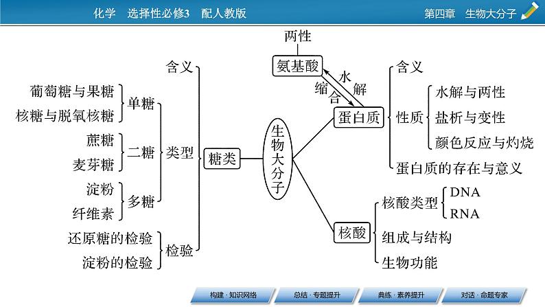 第四章　生物大分子 总结课件PPT第3页