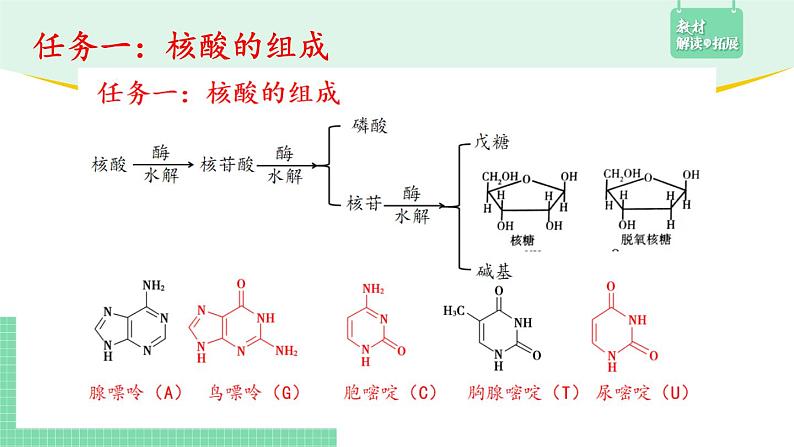 4.3 核酸课件PPT05