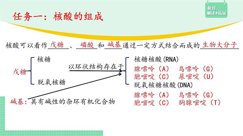 4.3 核酸课件PPT06