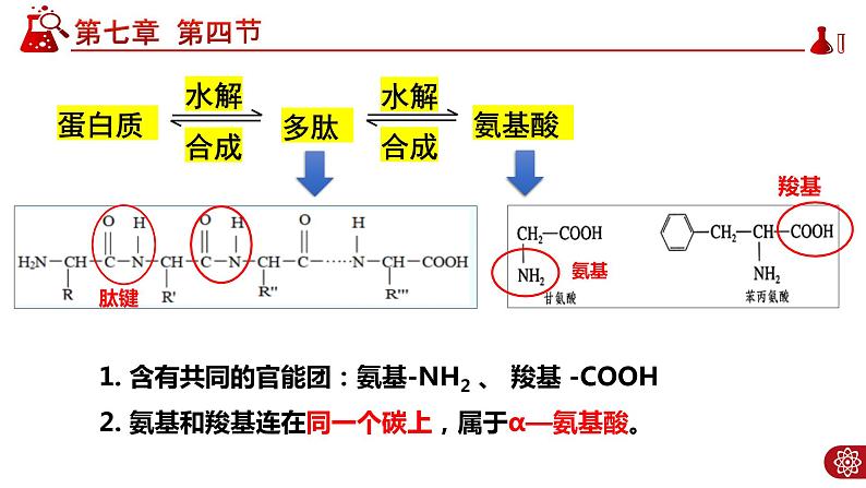 7.4.2蛋白质PPT第7页