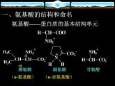 2021届苏高中化学竞赛理论辅导课件-有机化学（提升）16氨基酸