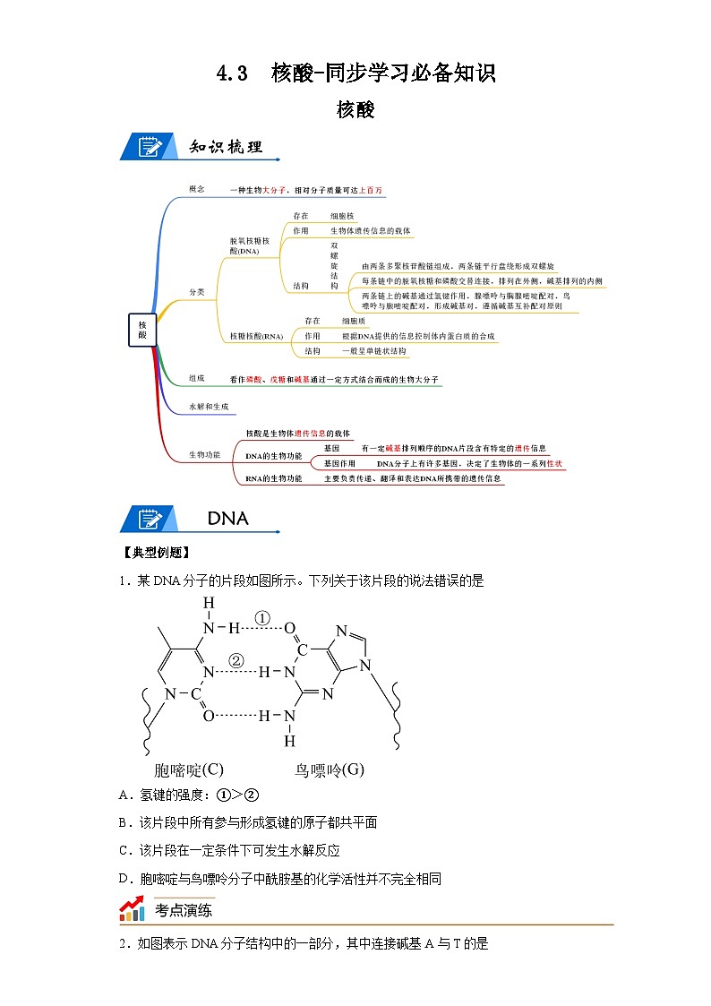 【思维导图】人教版高中化学选修三《4.3核酸》同步学习思维导图+学练01