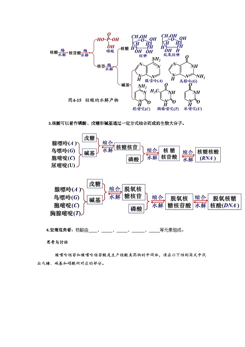 高二化学人教版（2019）选择性必修3   4.3  核酸  教案（共一课时）02