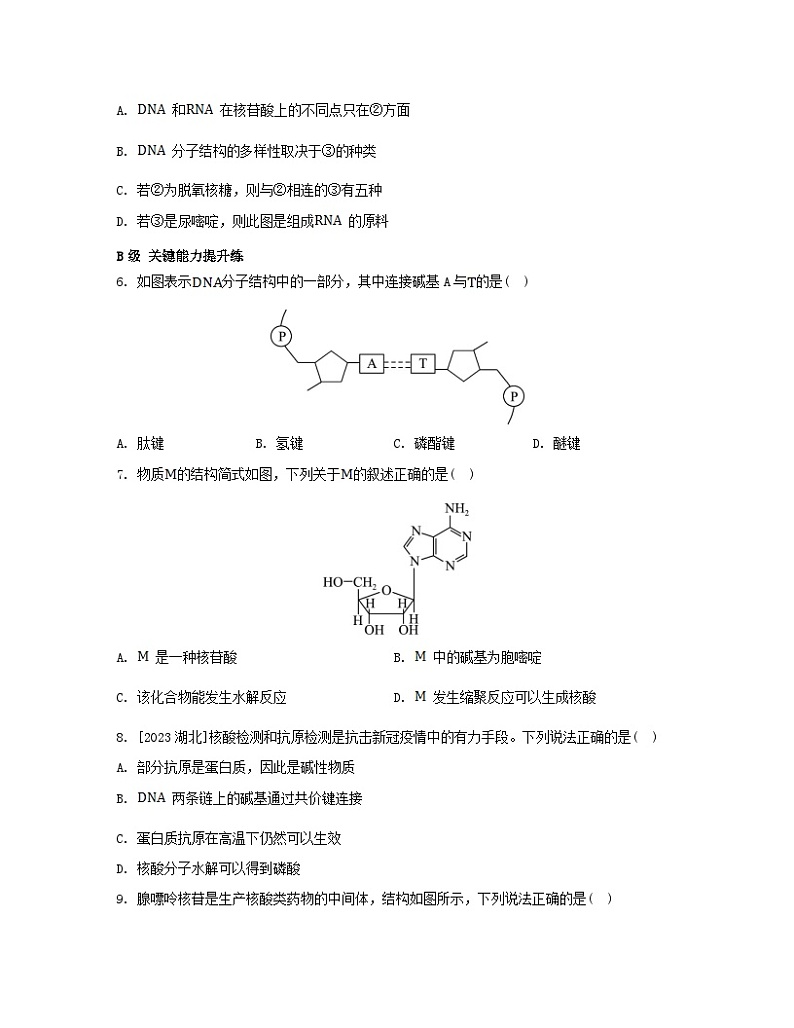 江苏专版2023_2024学年新教材高中化学专题6生命活动的物质基础__糖类油脂蛋白质第二单元蛋白质第二课时核酸的结构及生物功能分层作业苏教版选择性必修3第2页