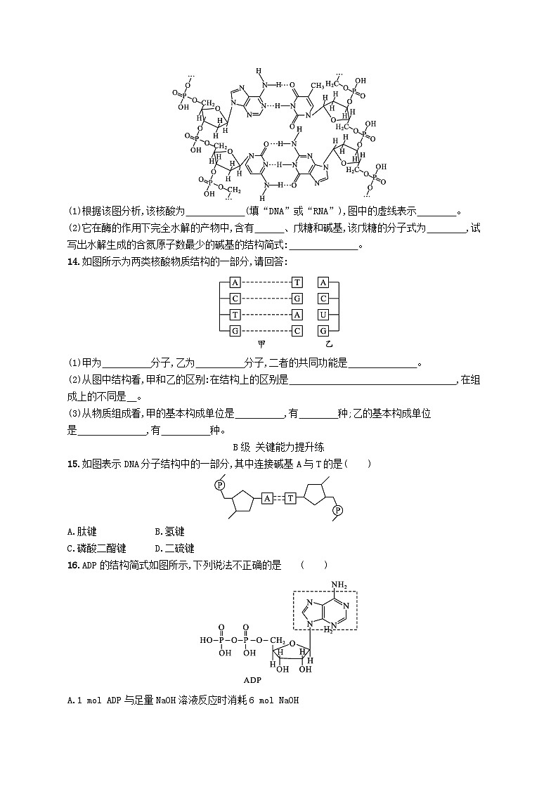 新教材2023_2024学年高中化学第4章生物大分子第3节核酸分层作业新人教版选择性必修3第3页